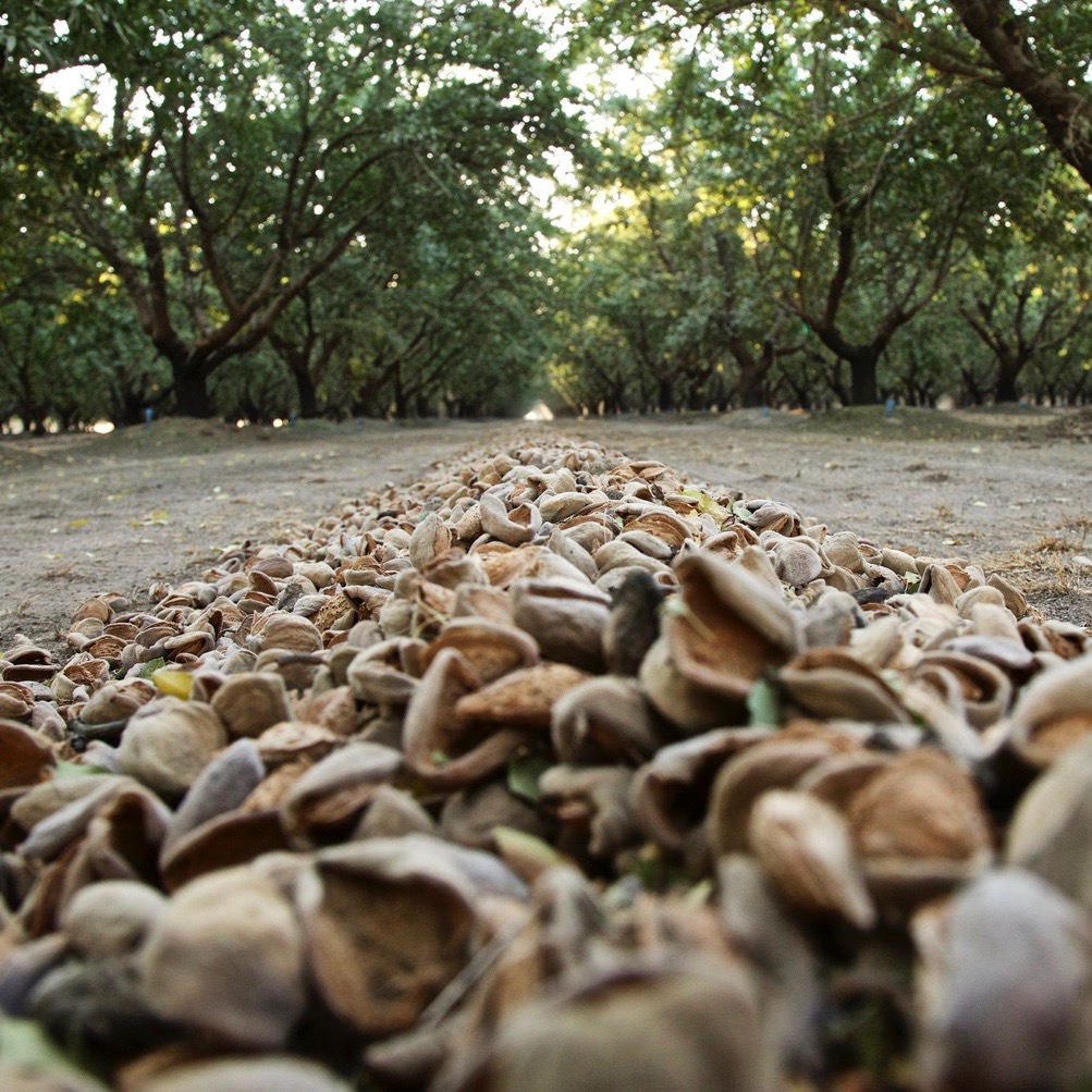 Almond Rows Alive With the Sound of Harvest